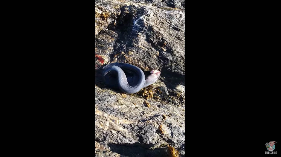 Najčudnija riba na svetu