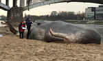 Wieloryb na plaży w Warszawie! To nie żart