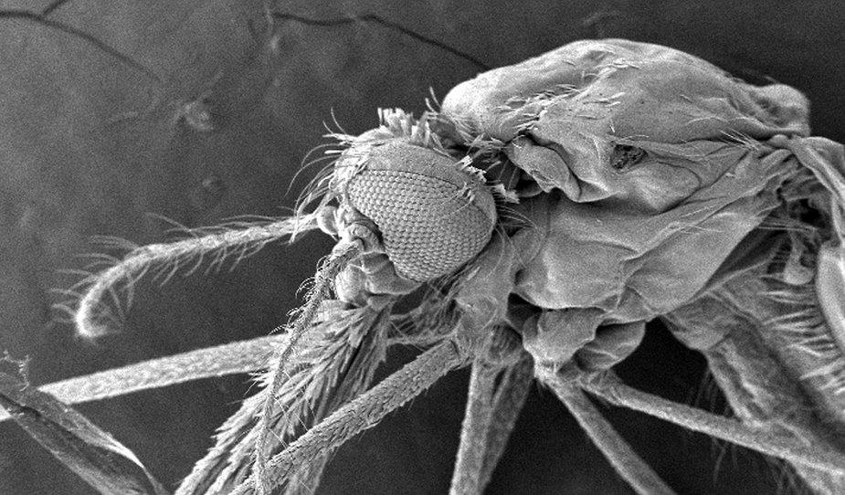 Mikroskopowe zdjęcie komara Anopheles gambiae