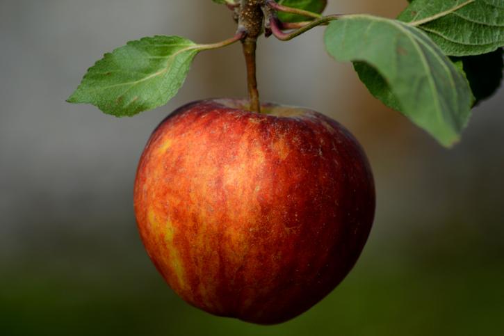Äpfel sind lecker, gesund und gelten als kalorienarmer Snack.
