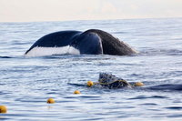 Az egyik legveszélyeztettebb bálnafaj két hónapos kicsinyét ütötte el egy hajó Florida partjainál
