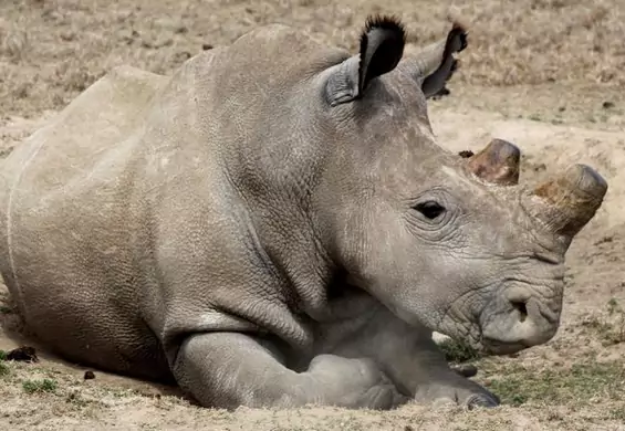 Tak wygląda wymieranie. "To ostatni na świecie samiec tego gatunku nosorożców"