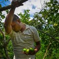 Potężne meksykańskie kartele obrały sobie nowy cel: uprawy limonek