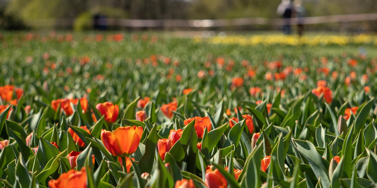 Otworzyli Ogród Botaniczny na jeden dzień