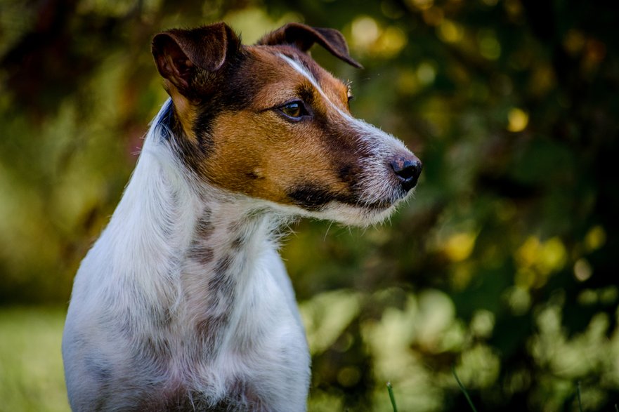 Jack Russell terier