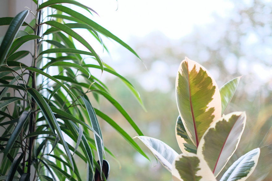 Od lewej: fikus wierzbolistny “Alii” (Ficus binnendijkii “Alii”) i fikus sprężysty “Tineke” (Ficus elastica “Tineke”)