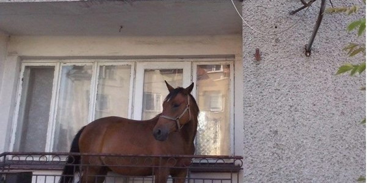 koń na balkonie