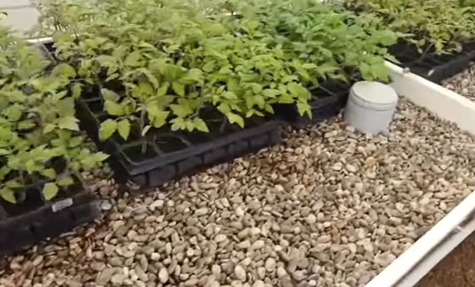 Marija Petronijević objava