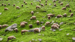 Czy rolnik prawidłowo stosuje stawkę 23% VAT do usługi udostępnienia owiec?
