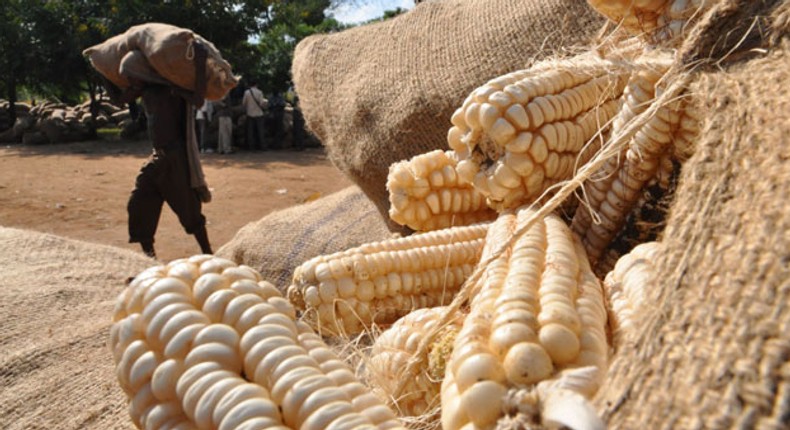 Maize and 42 other items are currently on the ban list of the Central Bank of Nigeria (CBN) [CapitalFM]