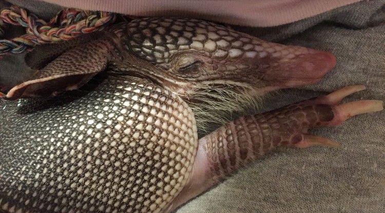 Arnie, the armadillo.