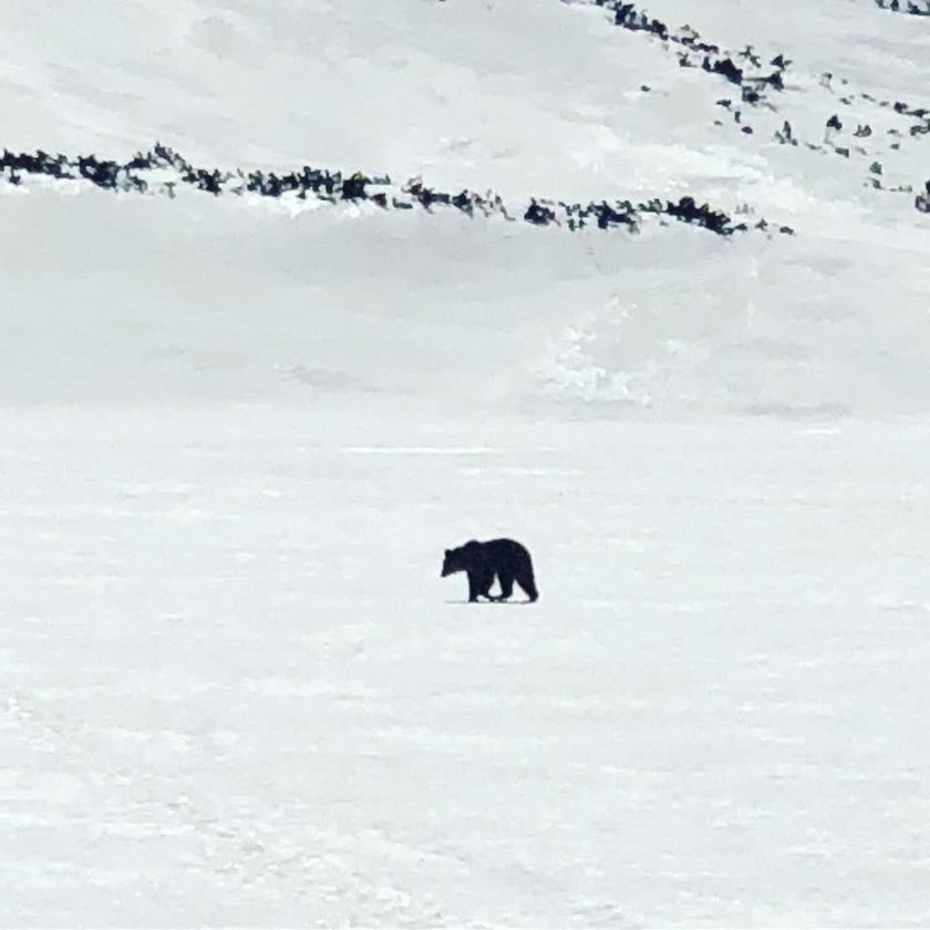 Niedźwiedź w Dolinie Pięciu Stawów