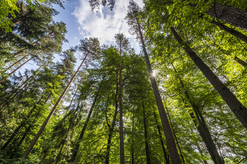 Wysokość podatku leśnego ustala się na podstawie średniej ceny sprzedaży drewna.