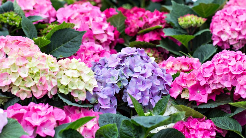 Rozmnażanie hortensji