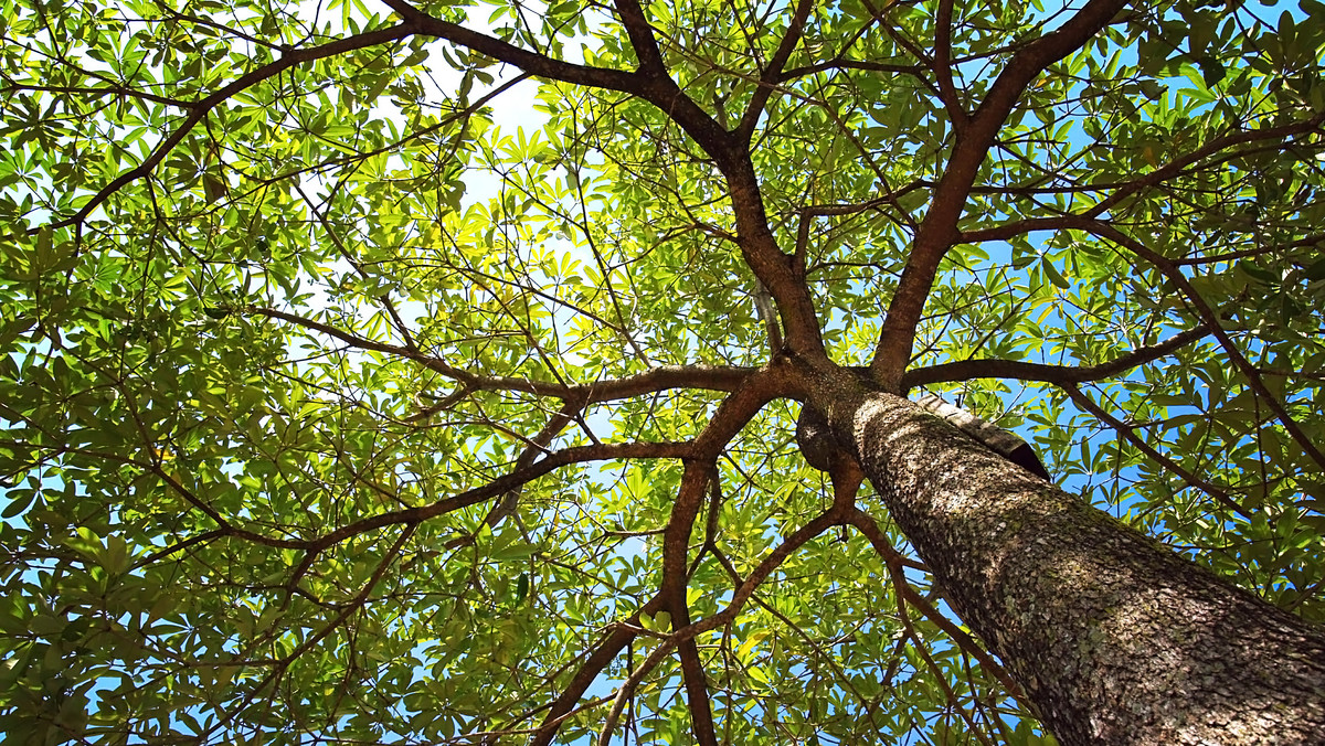 Politycy chcą nowej definicji drzewa. Umożliwi to lepszą ochronę przyrody