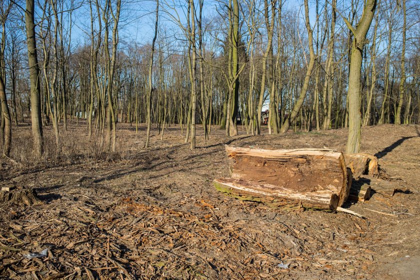 Odnowią park przy Browarnej