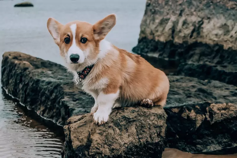 Corgi / Julia Khalimova z Pexels