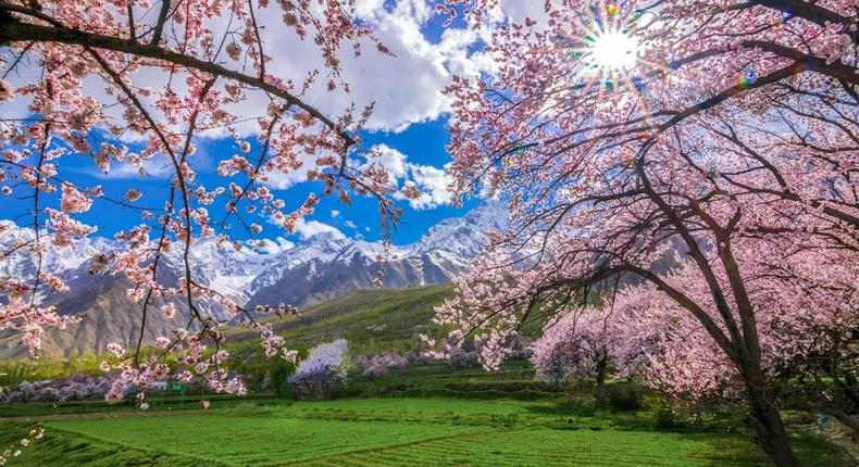 Cherry blossom in Skardu Pakistan