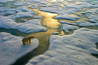 Soha korábban nem húzódott vissza ilyen gyorsan az észak-sarki tengeri jég
