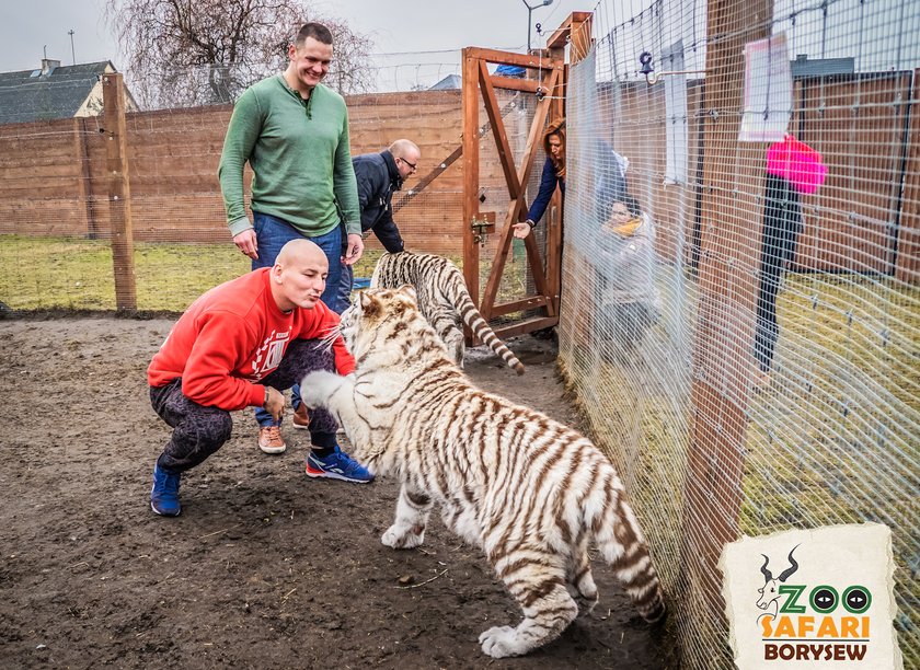 Artur Szpilka i Andrzej Wawrzyk bawili się z tygrysami