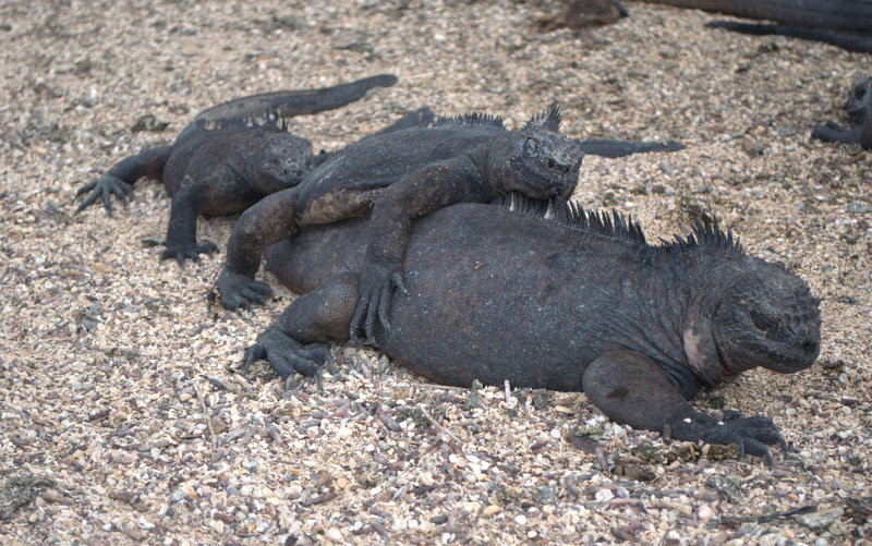 Wyspa Galapagos