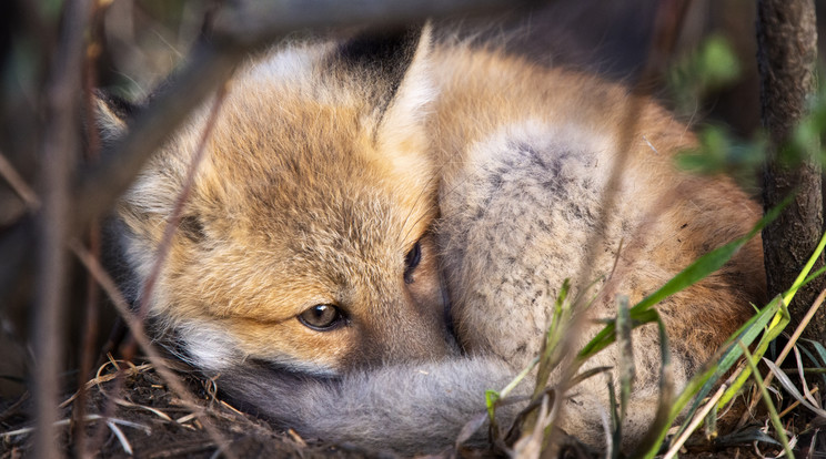 A vadászok rókákat mészárolnak Dányban / Fotó: Northfoto