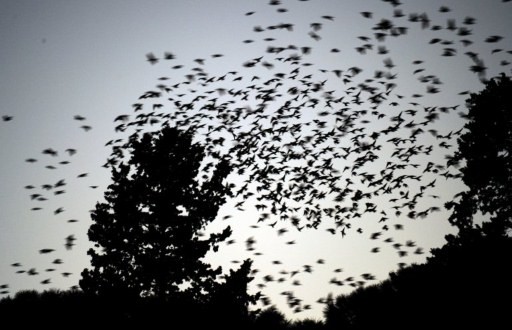 ITALY-ROME-BIRDS-STARLINGS