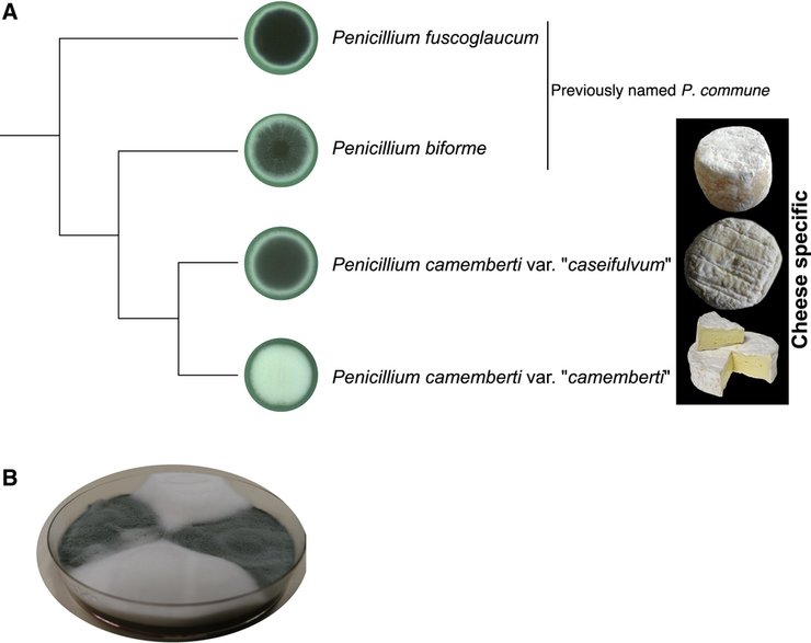 A) Schemat powiązań pomiędzy P. camemberti a jego najbliższymi krewniakami B) Pleśń P. camemberti (biała) i P. biforme (zielonkawa)