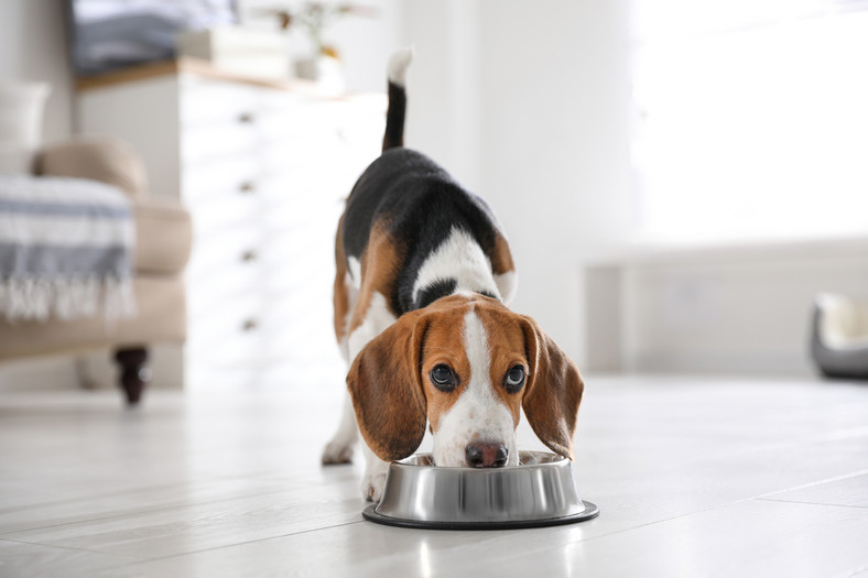 Zasądzenie alimentów na psa było możliwe, dzięki obowiązującej w Hiszpanii ustawie o dobrostanie zwierząt