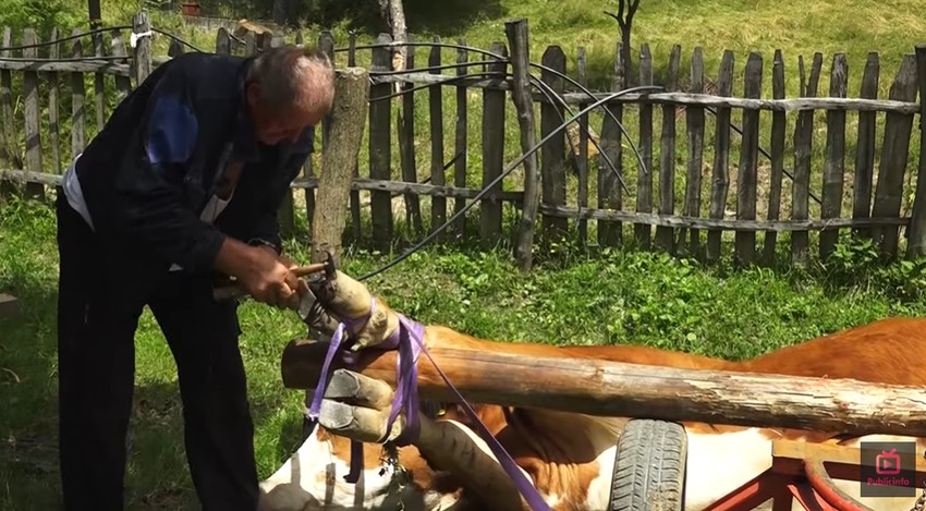 Vlastimir Lale Samardžić