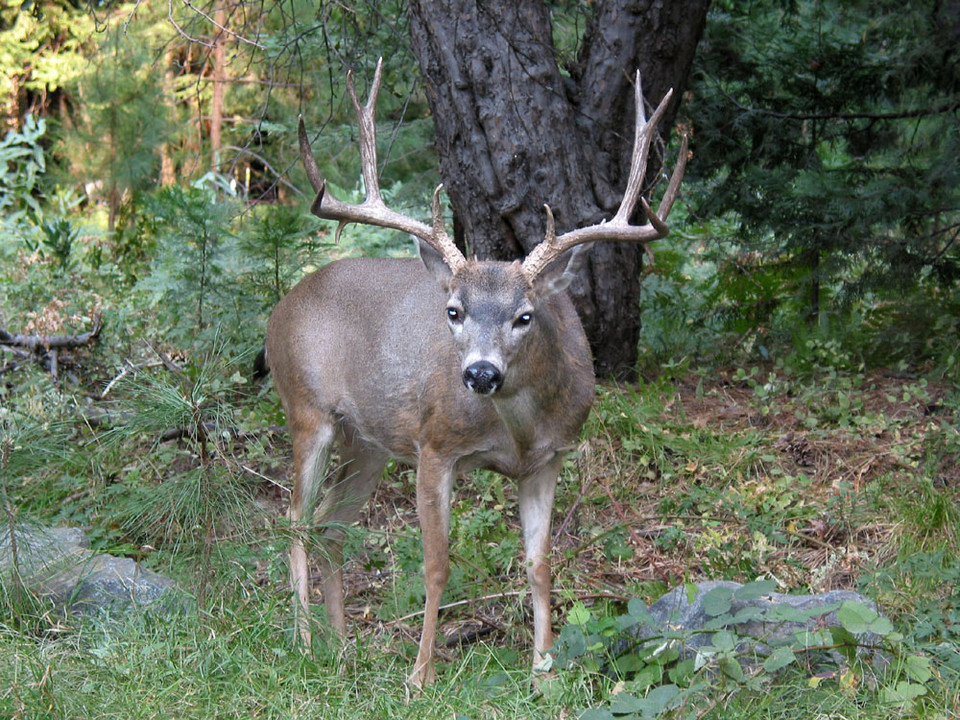 Park Narodowy Yosemite