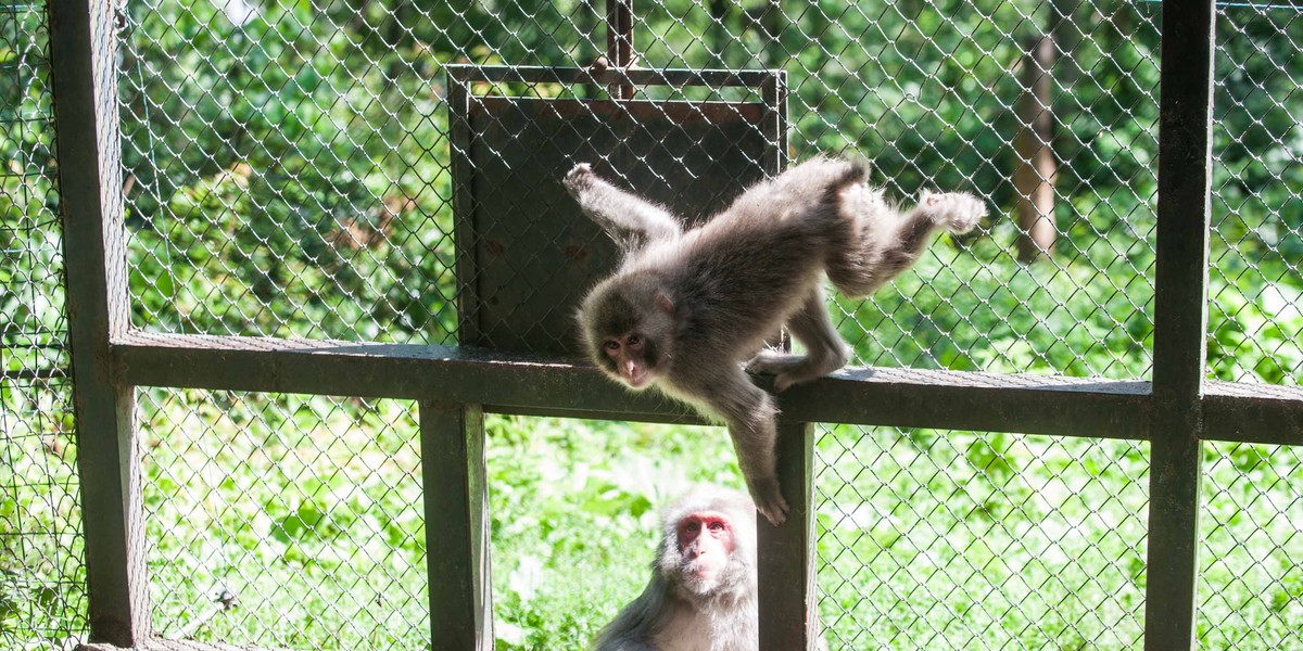 Makaka z zoo wszystko swędzi