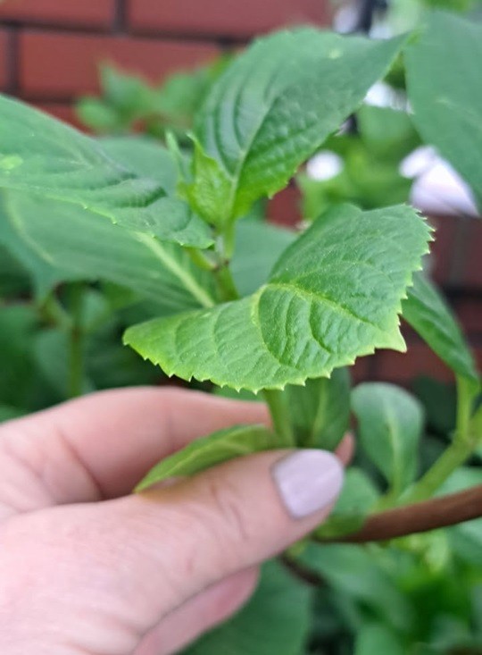 Sadzonka hortensji ogrodowej