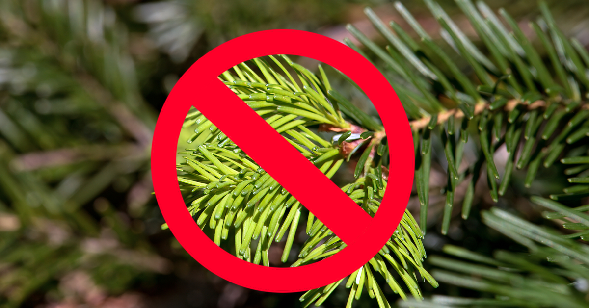 Prokuratorzy: gałązki jodłowe nie są masowo kradzione. Czy będą surowsze kary za niszczenie lasów?