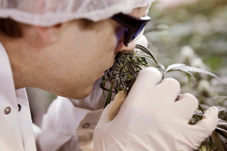 One of the world's largest publicly traded cannabis companies, Canopy Growth, slashed 250 jobs in Canada earlier this year as it faces increasing competition in the burgeoning cannabis market.Layoffs were among several cost-cutting measures that Canopy Growth is taking to ensure the size and scale of our operations reflect current market realities and will support the long-term sustainability of our company, Canopy Growth CEO David Klein said in a statement at the time.