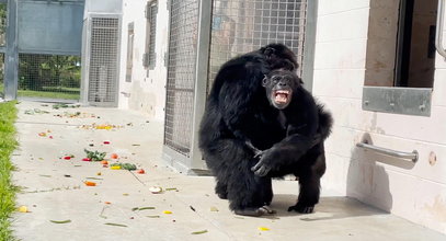 Uwolniona z laboratorium 28-letnia szympansica po raz pierwszy widzi niebo. Poruszające nagranie