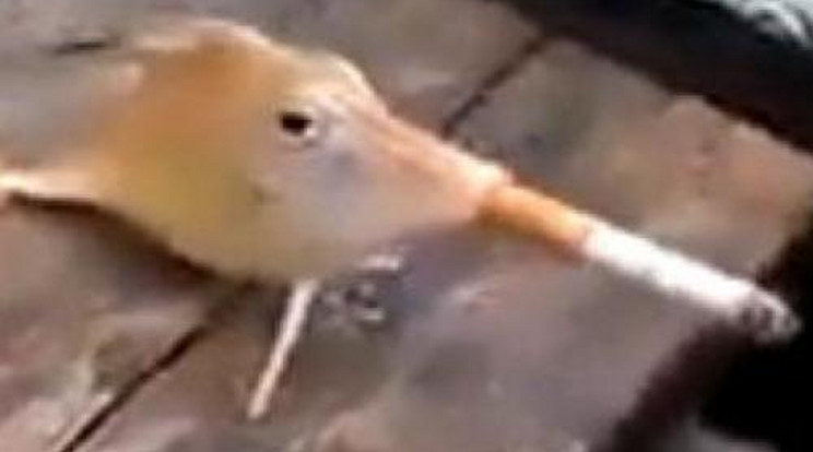Cigiző halról készítettek videót