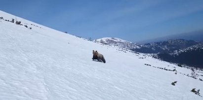 Wyjątkowe nagranie z Tatr. Snowboardziści stanęli oko w oko z bestią