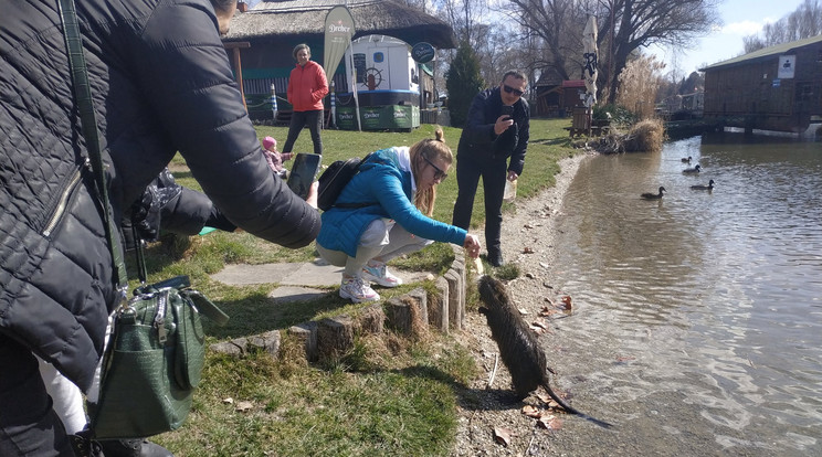 Jutalomfalat - Közel merészkedett a nutria, az embertől sem ijed meg, ha élelemről van szó. A felvétel Halászinál, a Mosoni-Dunapartján készült./ Fotó: Fertő-Hanság Nemzeti Park Igazgatósága