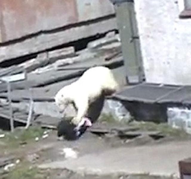 Egy rongydarabnak látszott, aztán kiderült: egy nőre csapott le a jegesmedve!  Döbbenetes, hogyan riasztják el a vadállatot! - Blikk Rúzs
