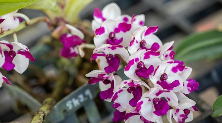 Kertész apósom megdöbbentett: EZT tette az orchideával, és elvirágzás után egyből dupla annyi új virág lett rajta Fotó: Getty Images
