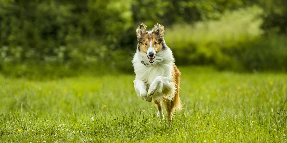 "Lassie wróć".