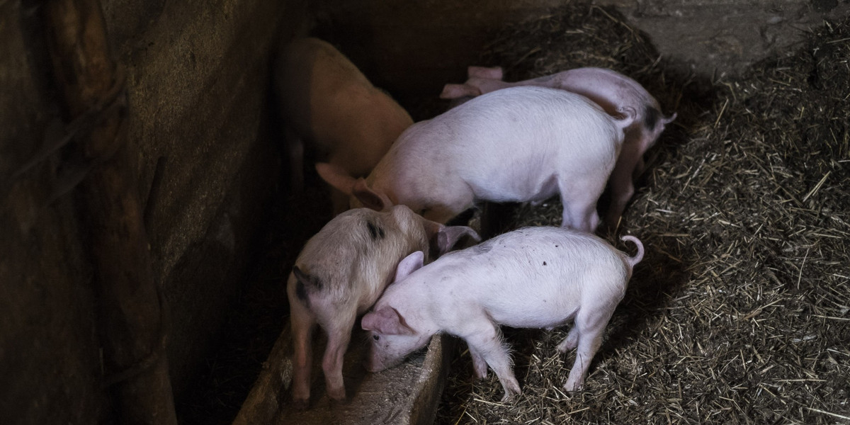 Ministerstwo rolnictwa zaznacza, że o przypadki sprowadzania świń i mięsa z terenów objętych ograniczeniami tzw. strefy czerwonej z Litwy do dwóch zakładów przetwórczych w Polsce