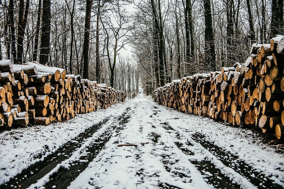 Projekt Planu Urządzania Lasu dla Nadleśnictwa Kobiór