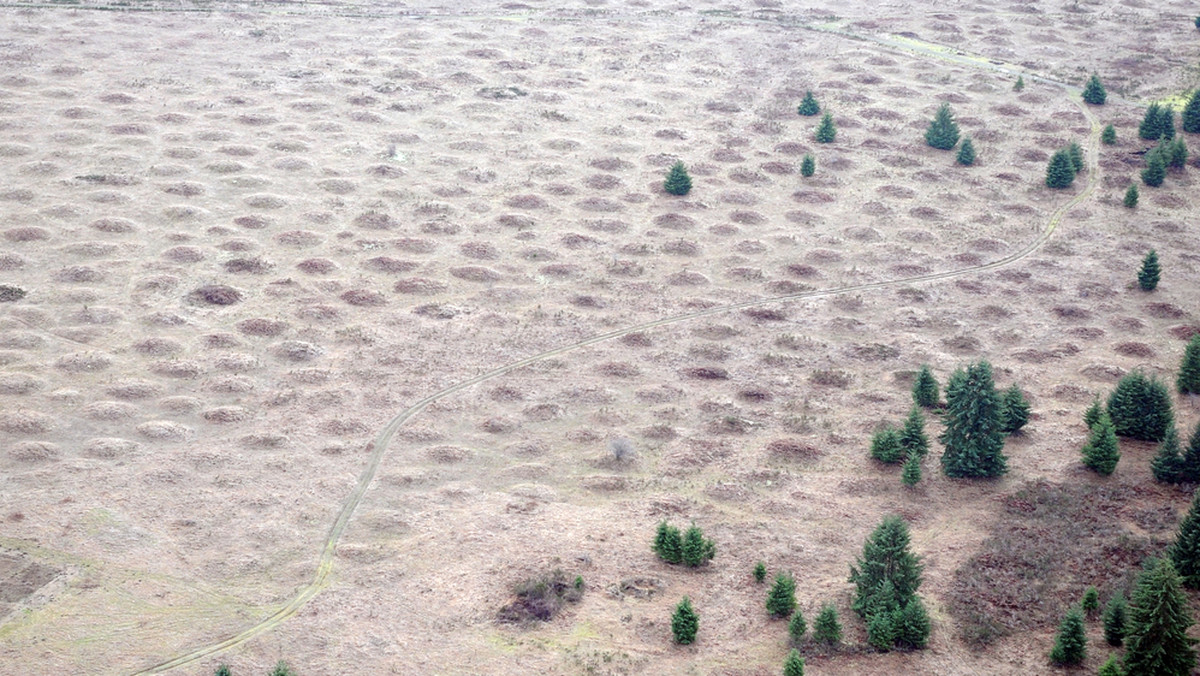 Odpowiedzialne za powstanie tajemniczych symetrycznych wybrzuszeń na powierzchni Ziemi są... gryzonie.