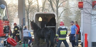 Strażacy uwolnili konia z pułapki