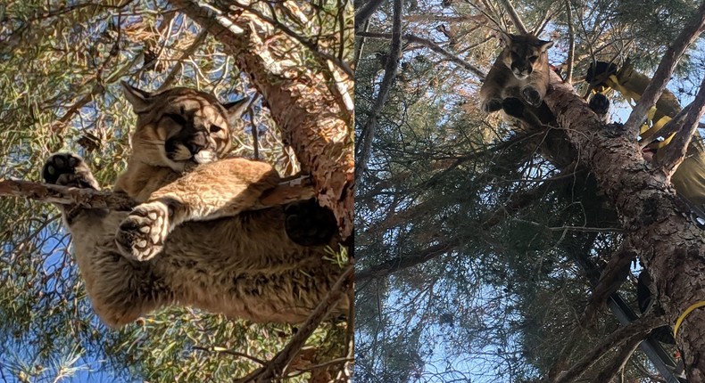 A mountain lion was rescued by San Bernardino County Fire on Saturday