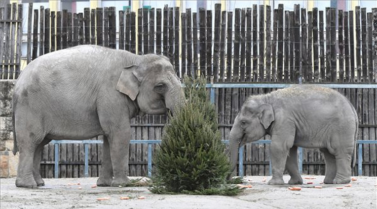 Angele, az elefánt és borja, Samu a Fővárosi Állat- és Növénykert állatok karácsonya elnevezésű rendezvényén 2023. december 23-án. MTI/Lakatos Péter
