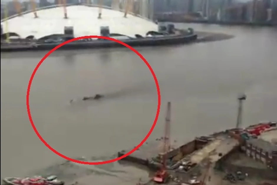 "Čudovište" iz Temze