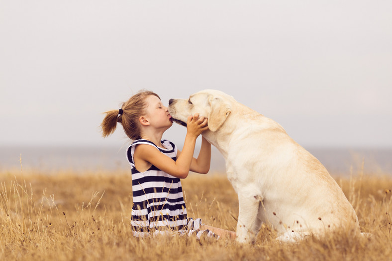 Labrador retriever